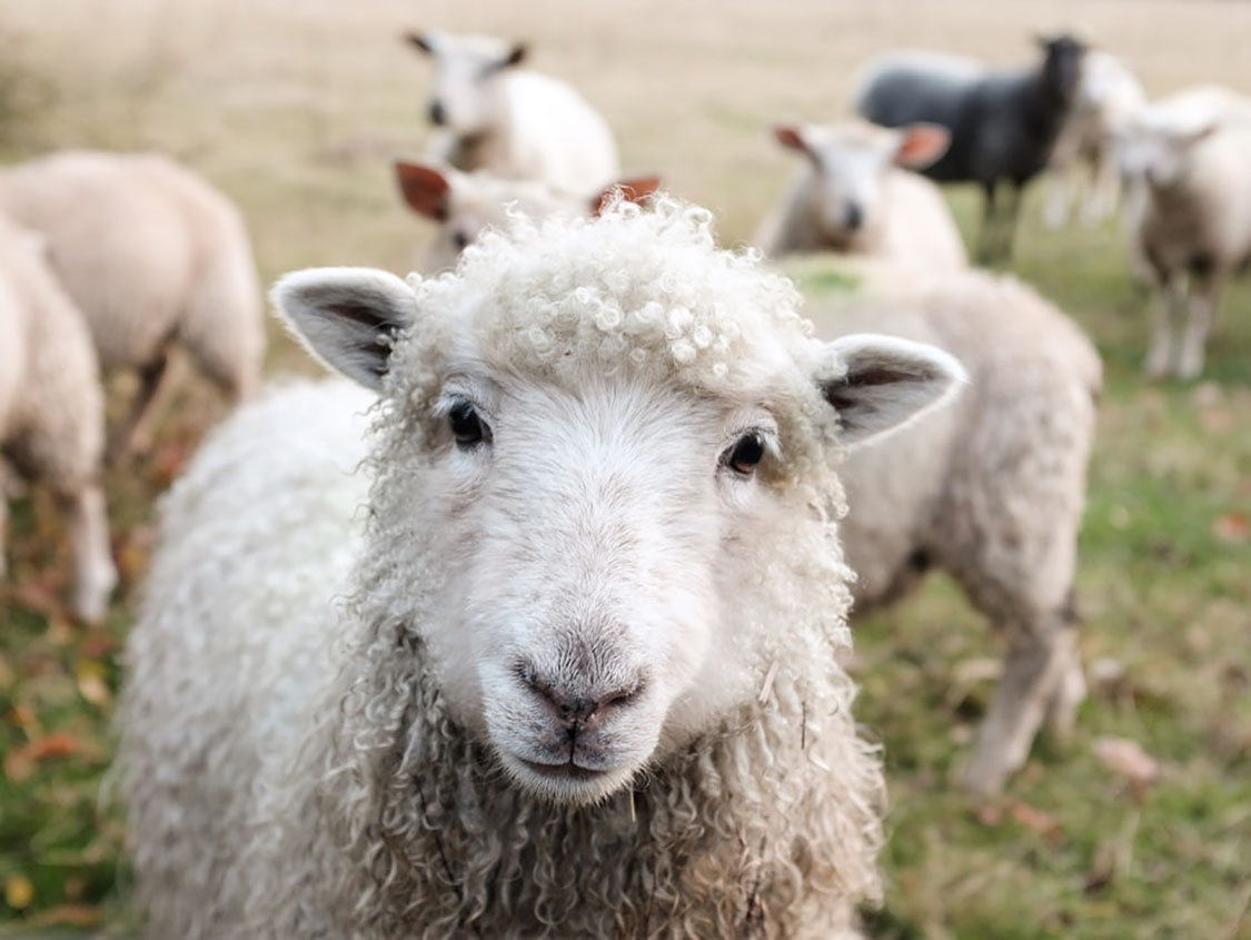 What Do You Need for a Farm: Weighing Scales